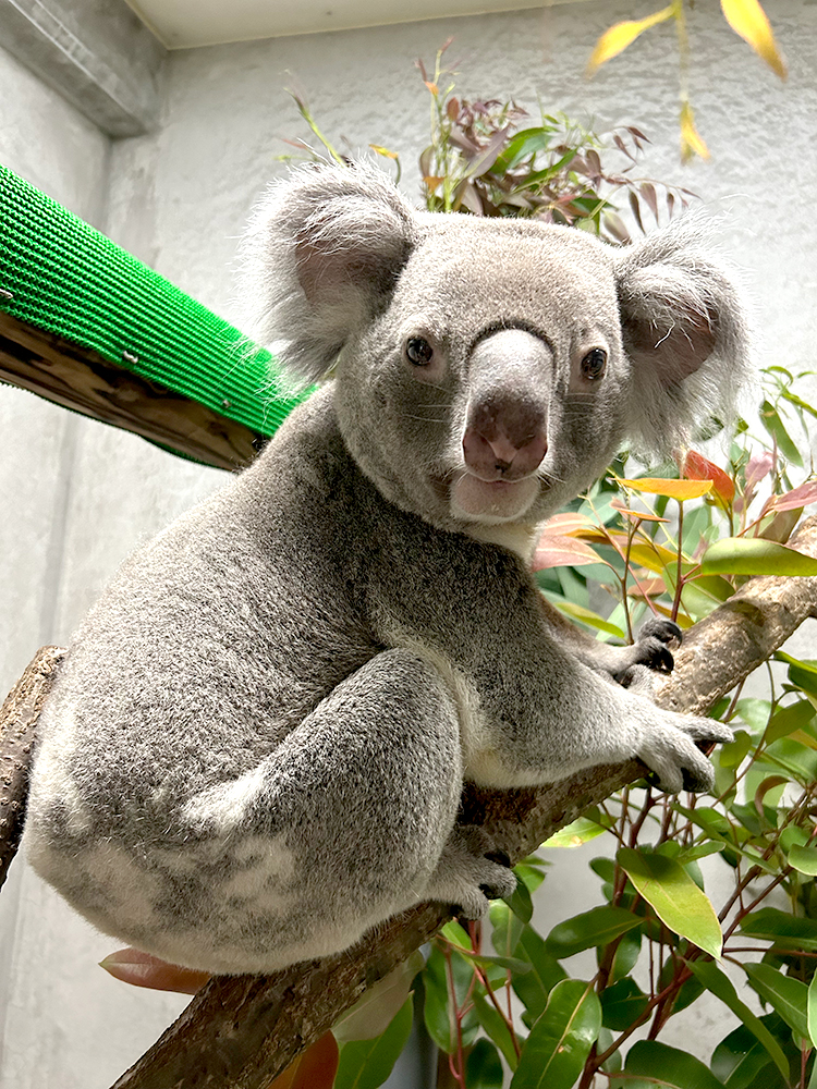 横浜市立金沢動物園のコアラのコロン