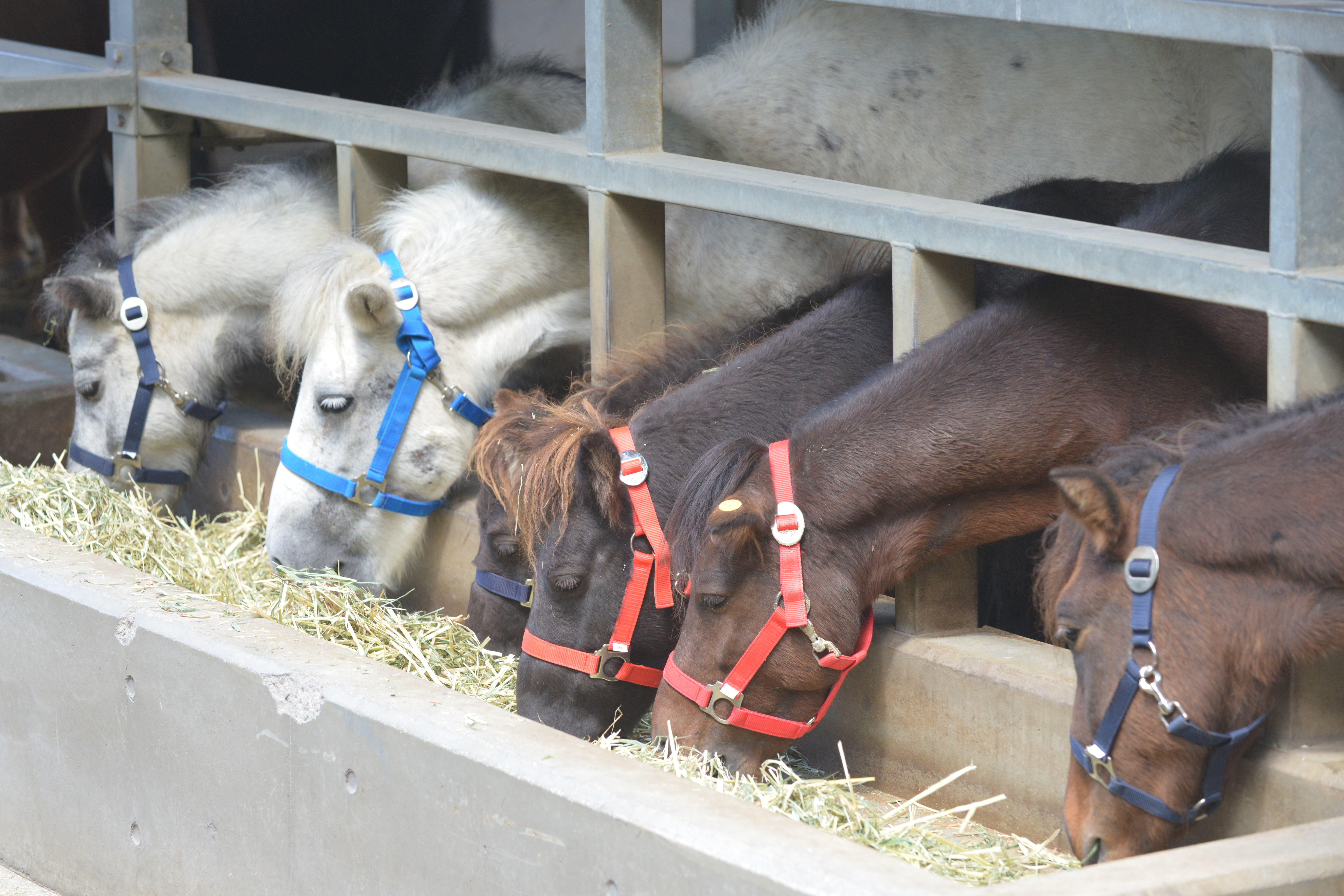 飼育される日本在来馬の写真