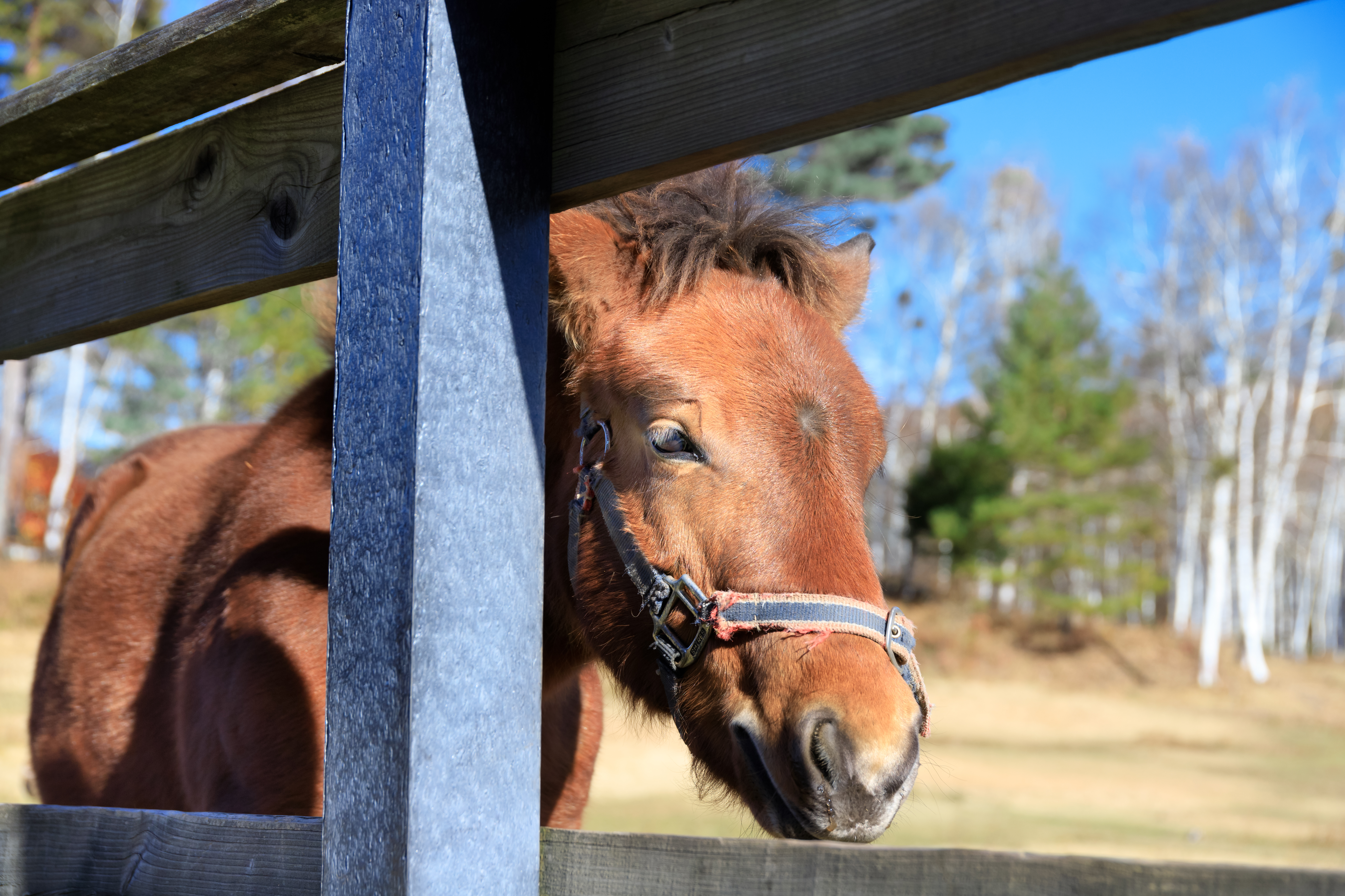 放牧地の日本在来馬の写真