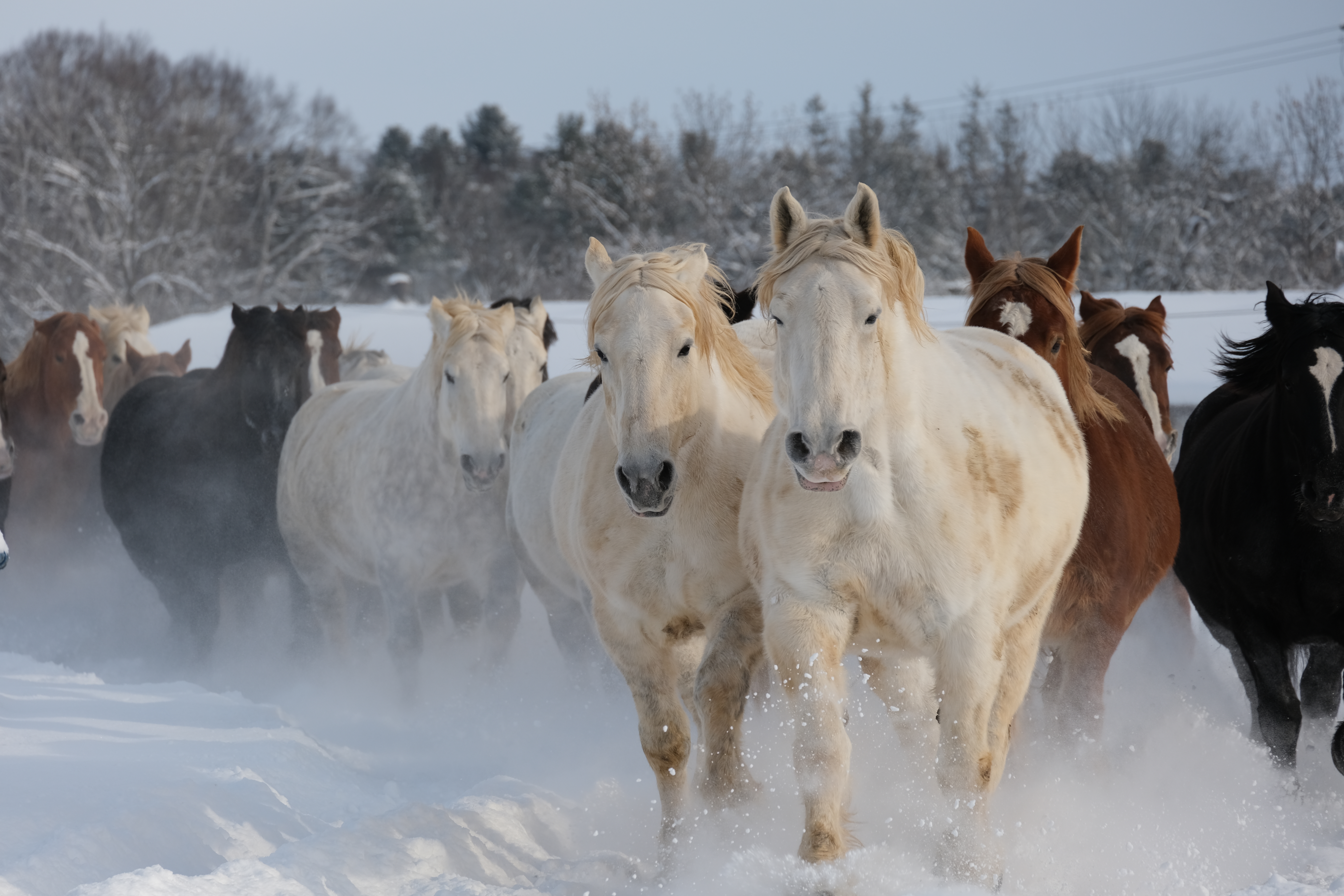 日本在来馬の写真