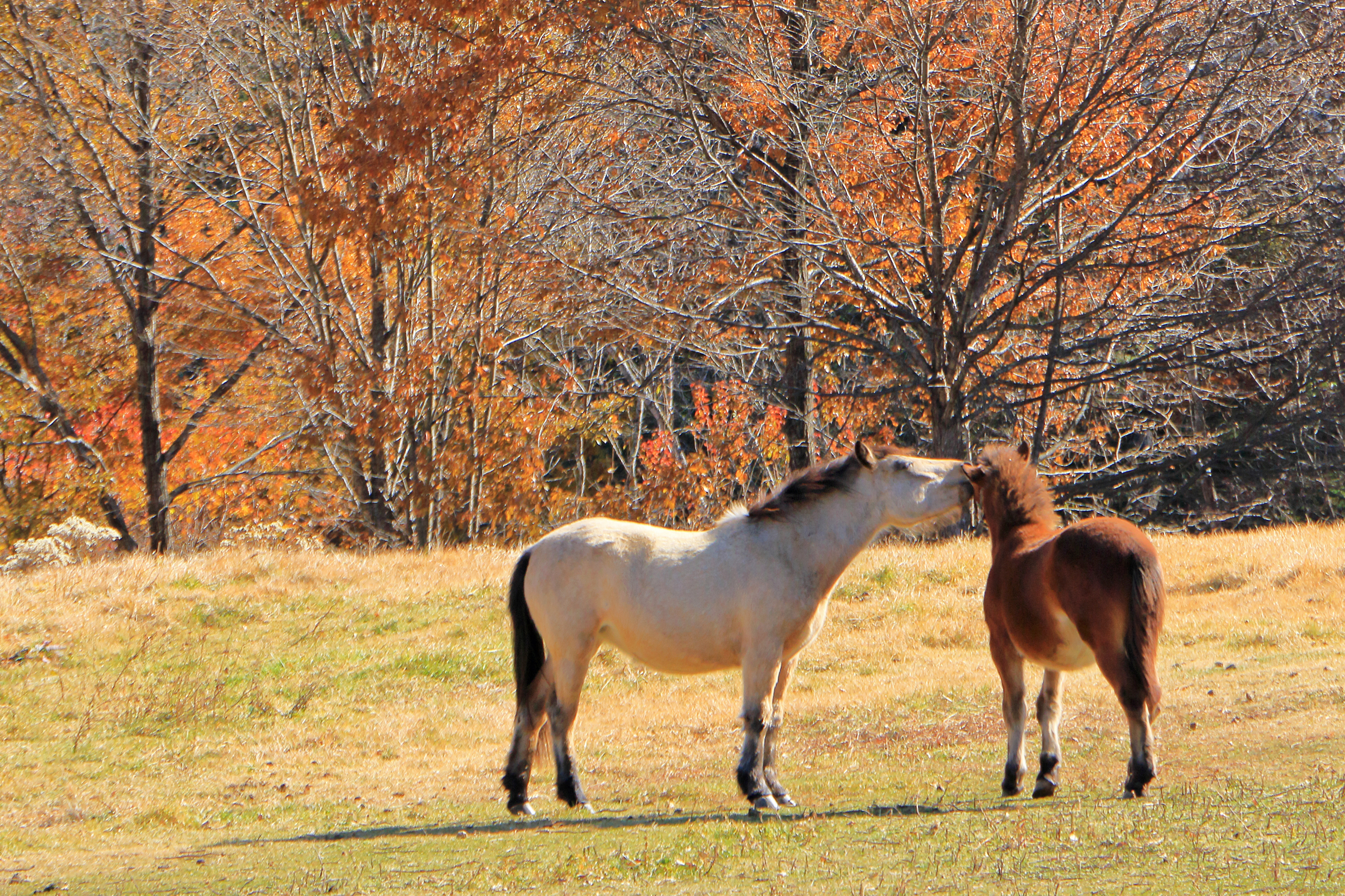 毛色の異なる日本在来馬の写真