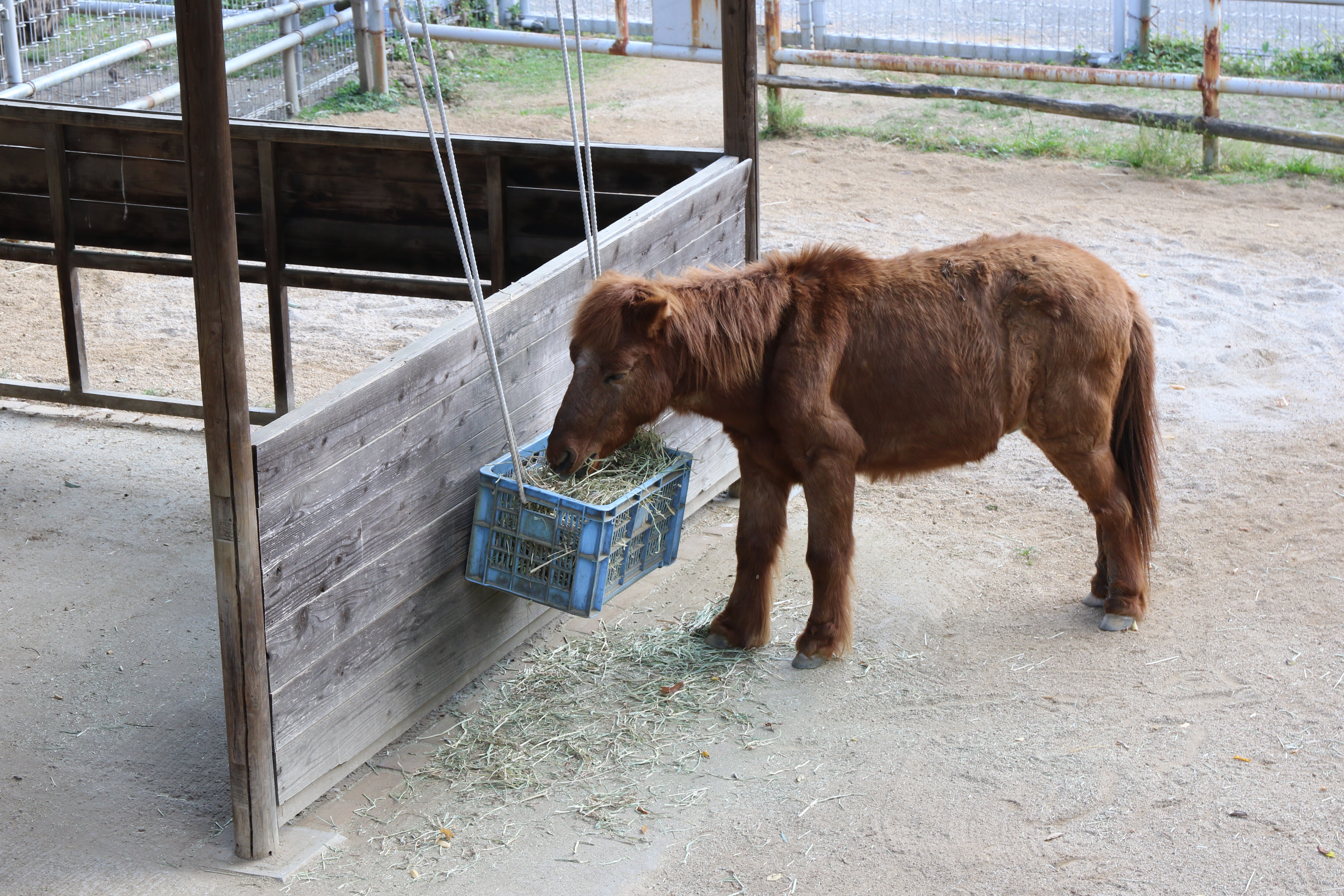 餌を食べる日本在来馬の写真
