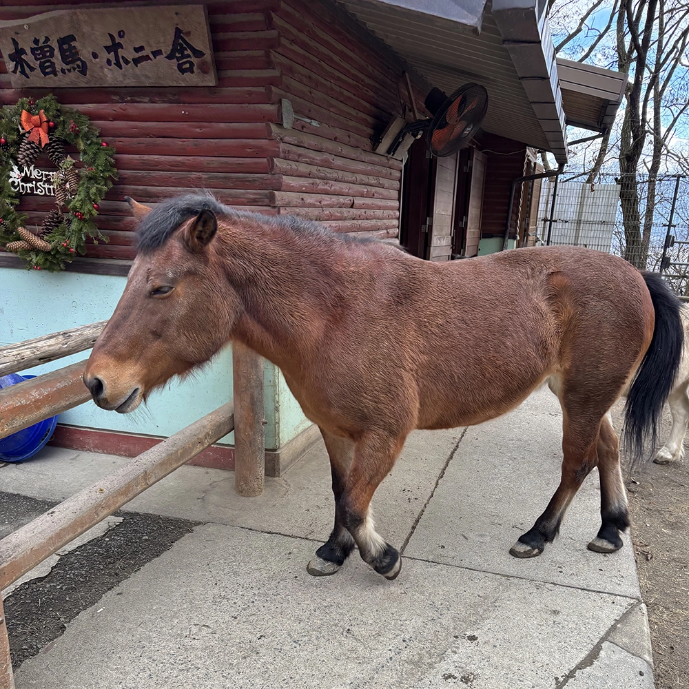 長野市茶臼山動物園の木曽馬