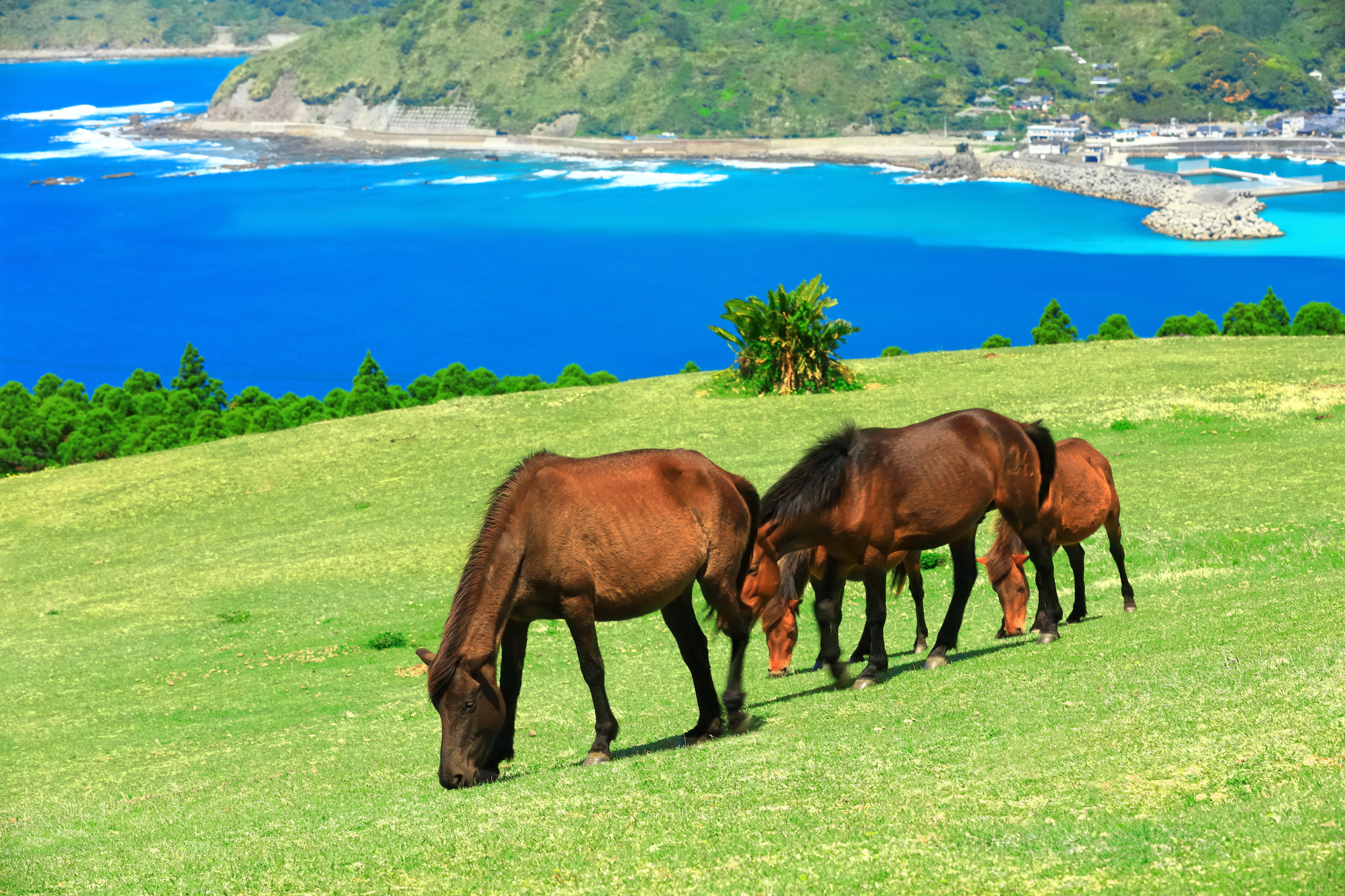 都井岬の御崎馬の写真
