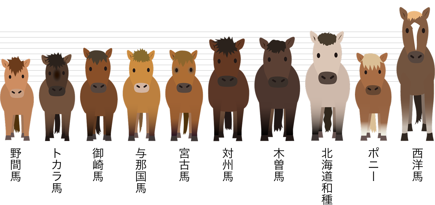 日本在来馬とポニー・西洋馬の体高比較図