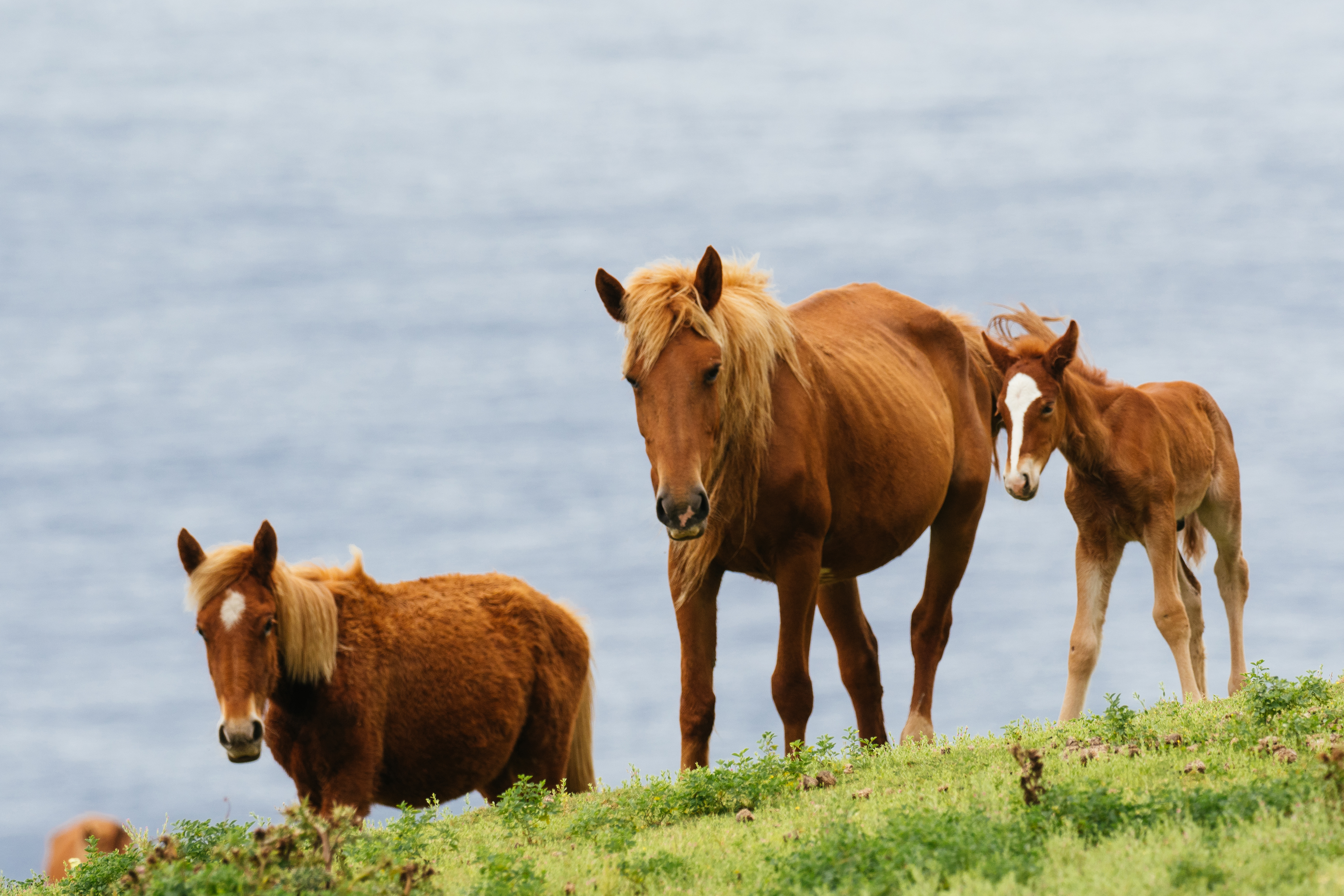 与那国島の与那国馬の写真