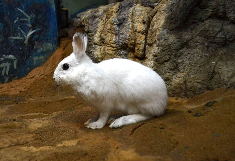 富山市ファミリーパークのトウホクノウサギ（冬毛）