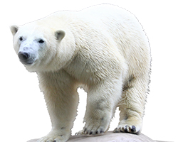 北極グマに会える動物園・水族館