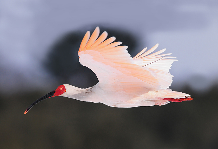 いしかわ動物園 │ 動物園に行こう!!